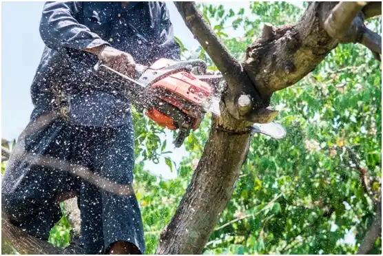 tree services Willow Street